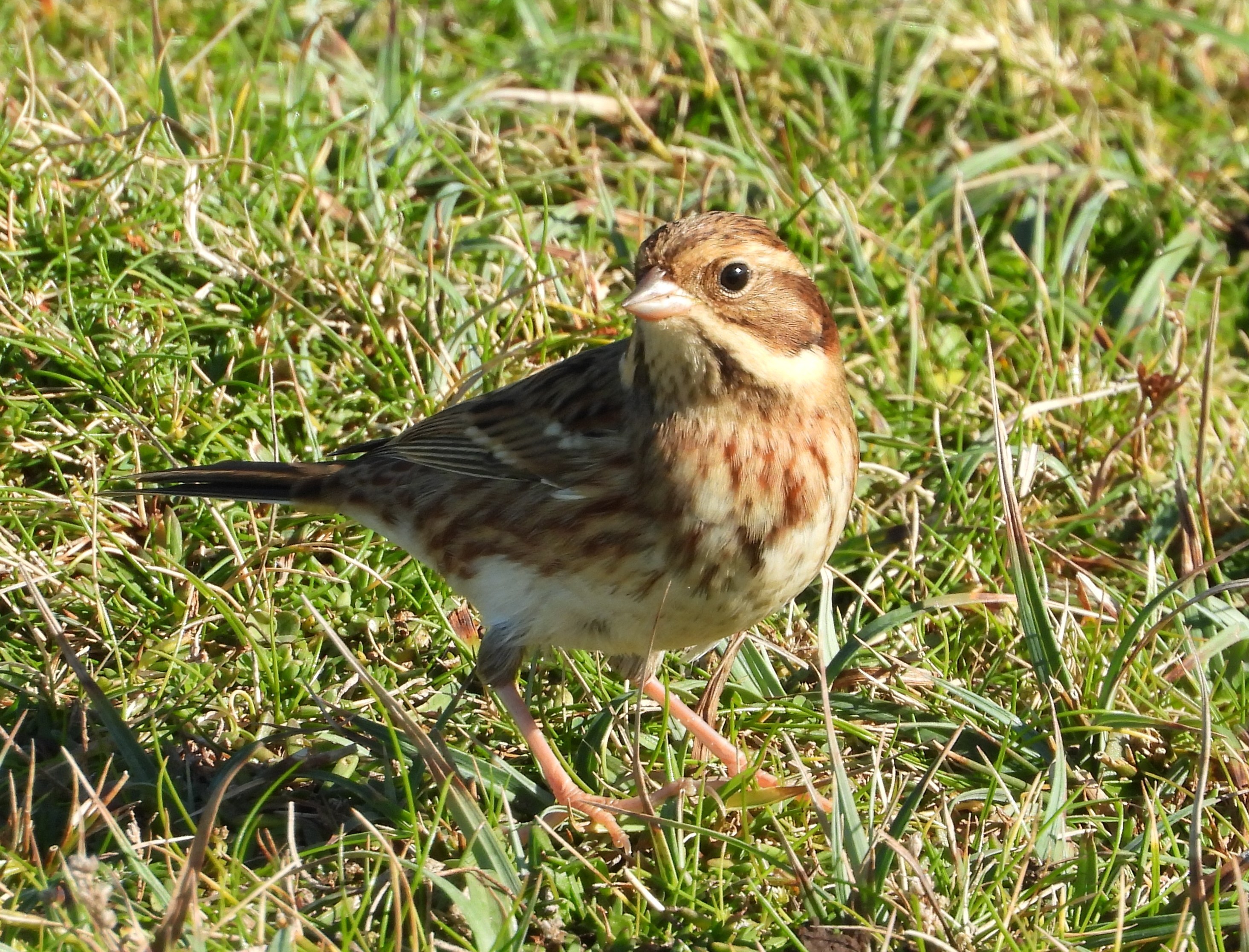 Rustic Bunting