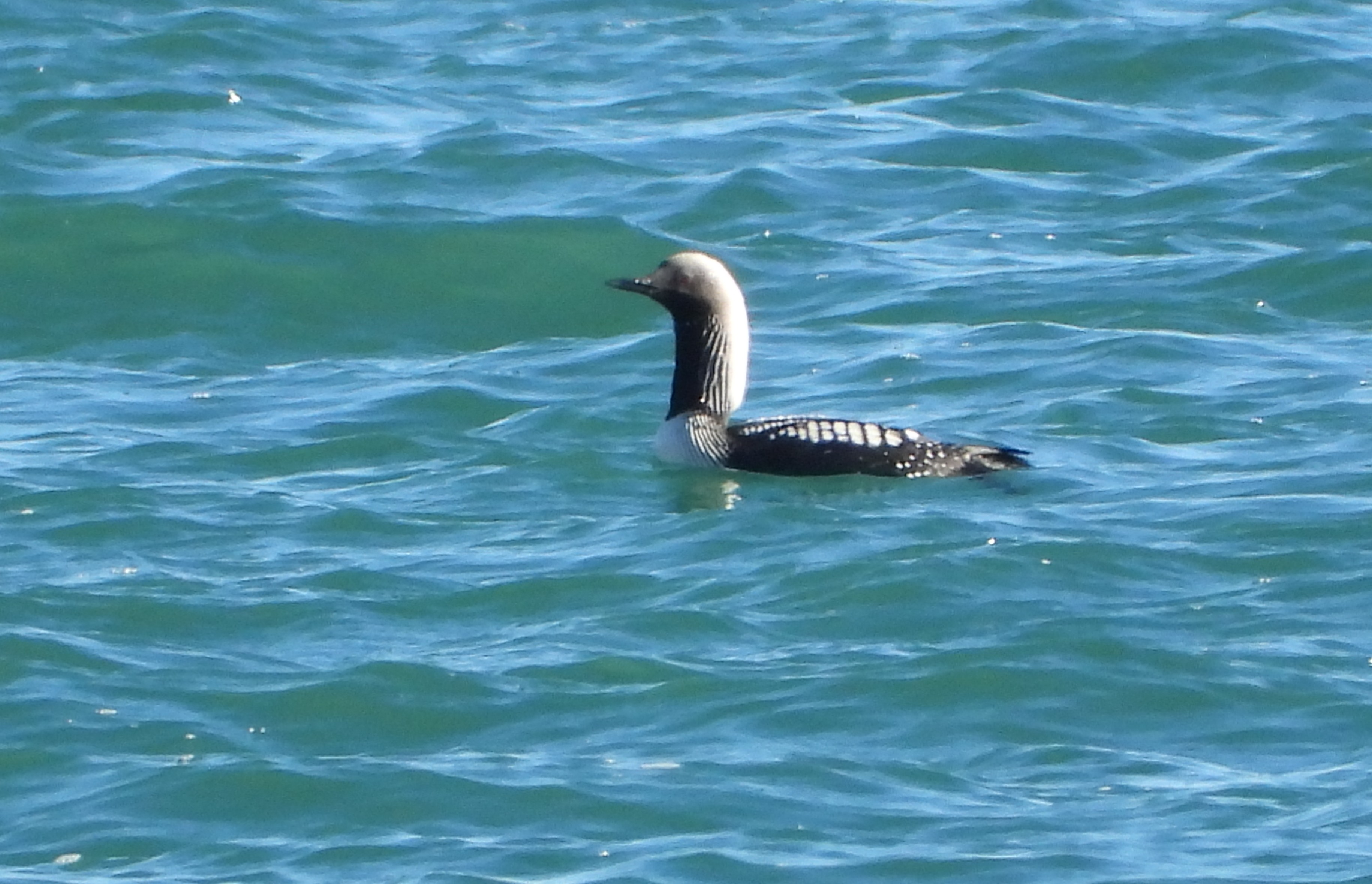 Pacific Diver