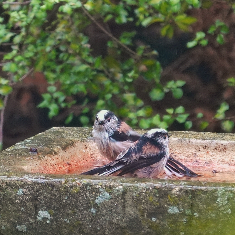 Long-tailed Tit