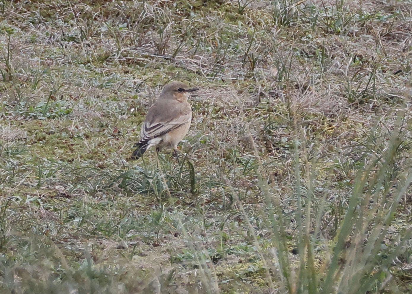 Isabelline Wheatear