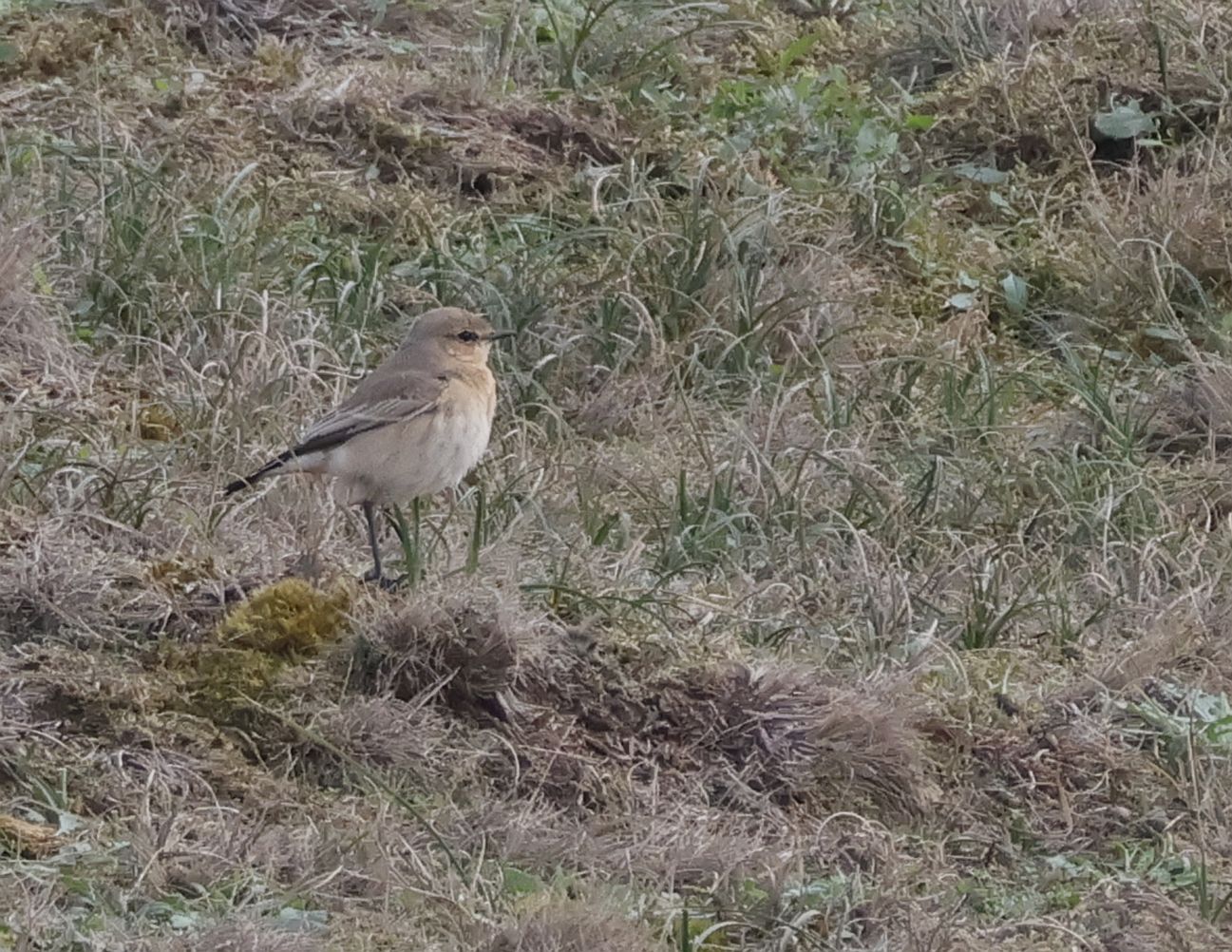 Isabelline Wheatear