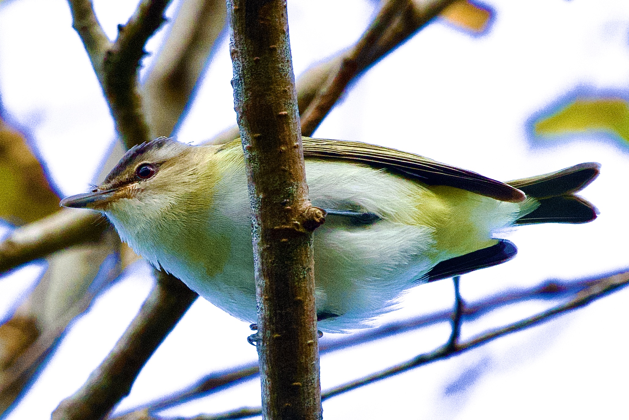 Red-eyed Vireo