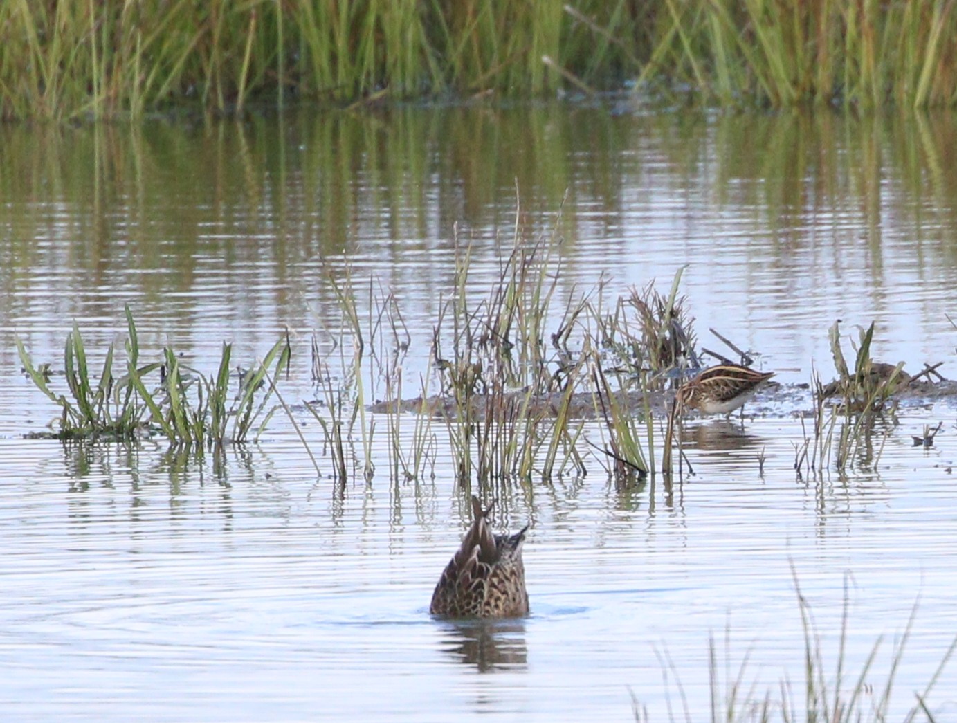 Jack Snipe