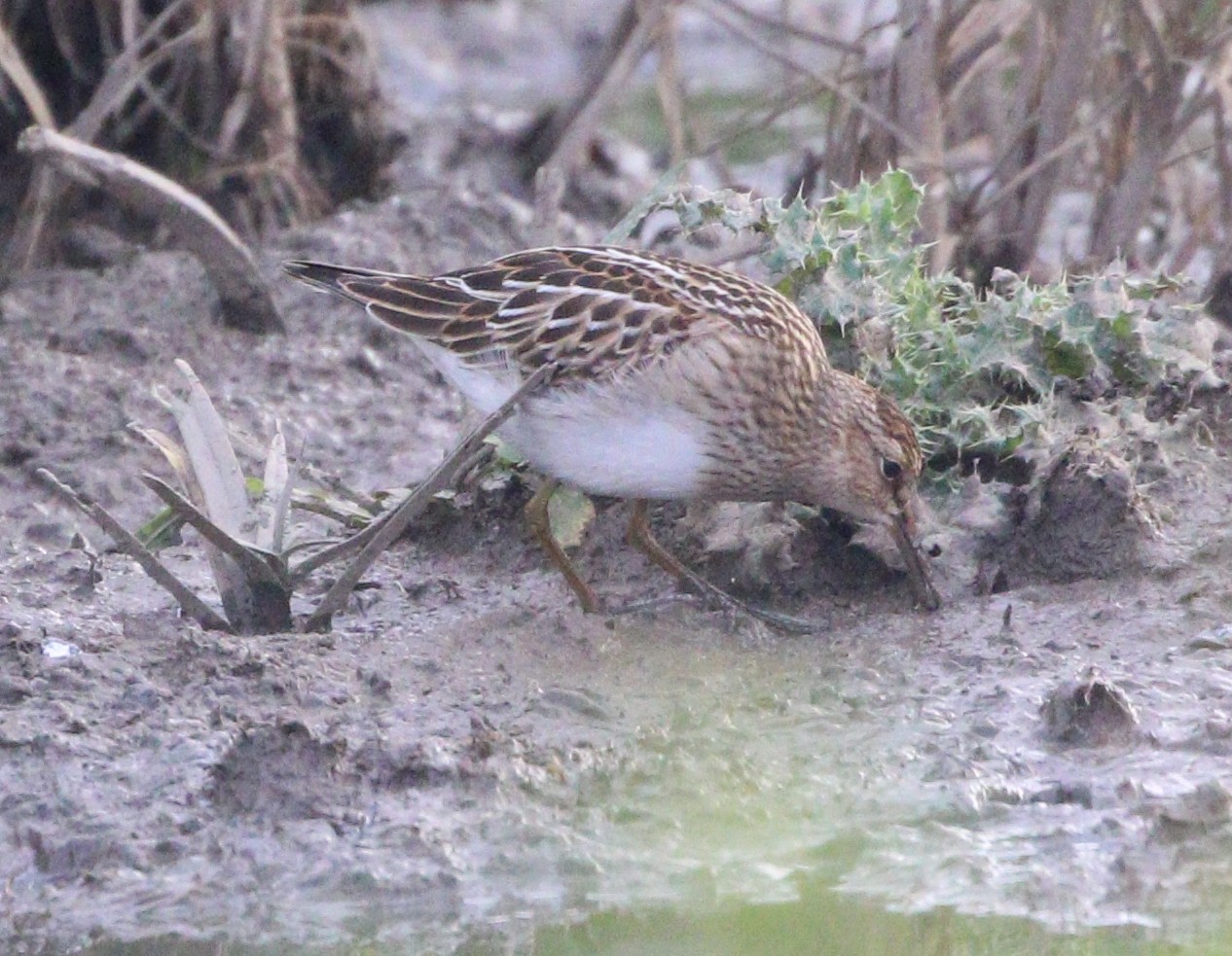 Pectoral Sandpiper