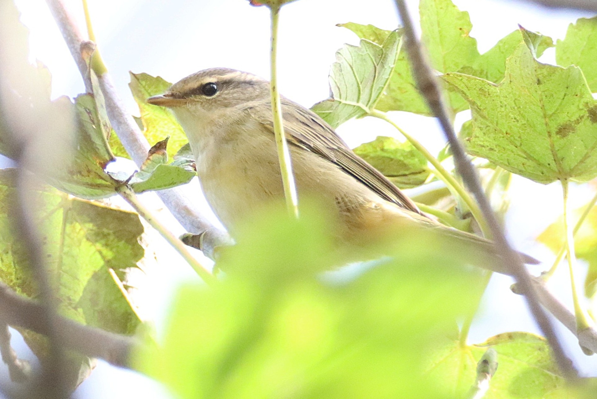 Radde's Warbler