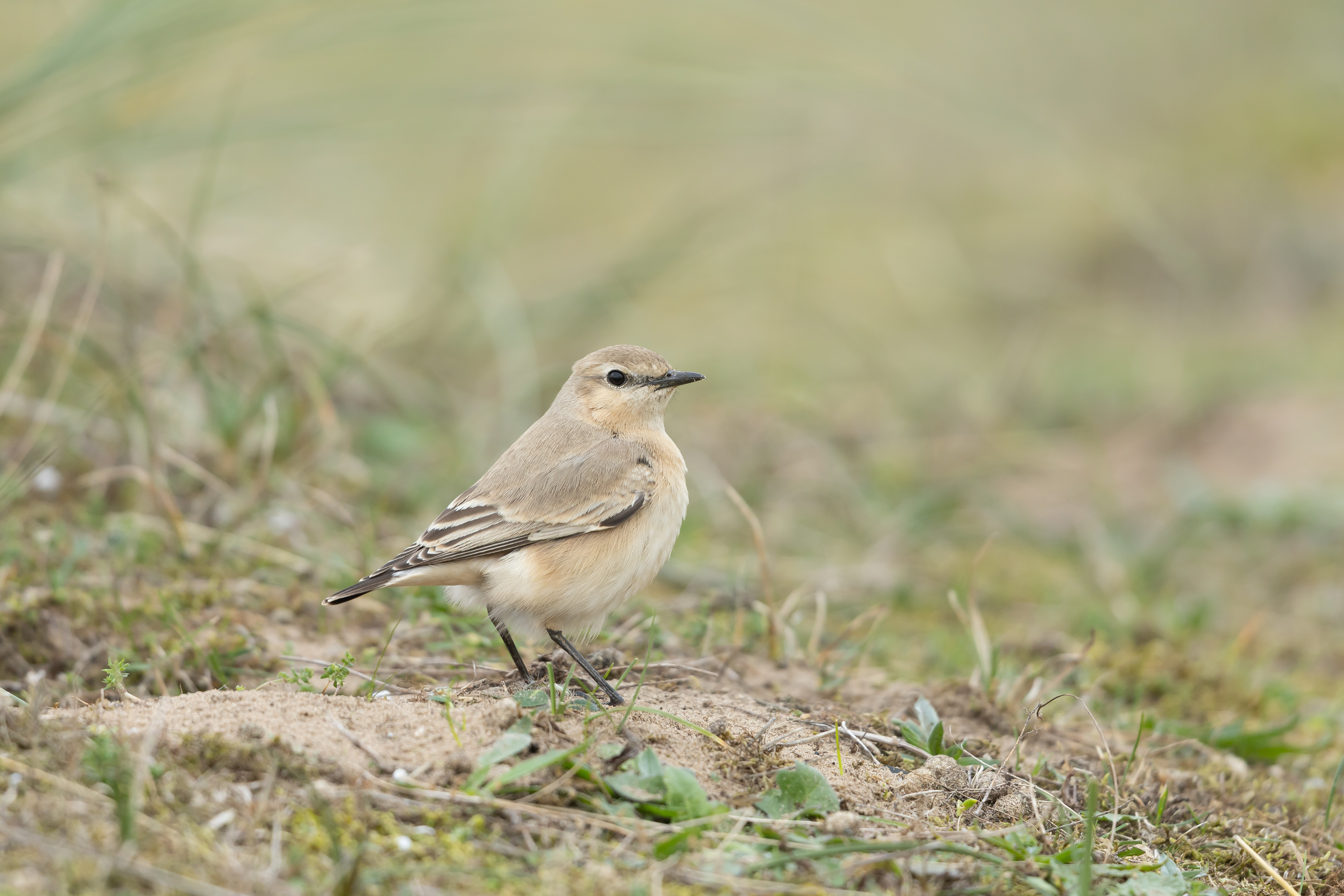 Isabelline Wheatear