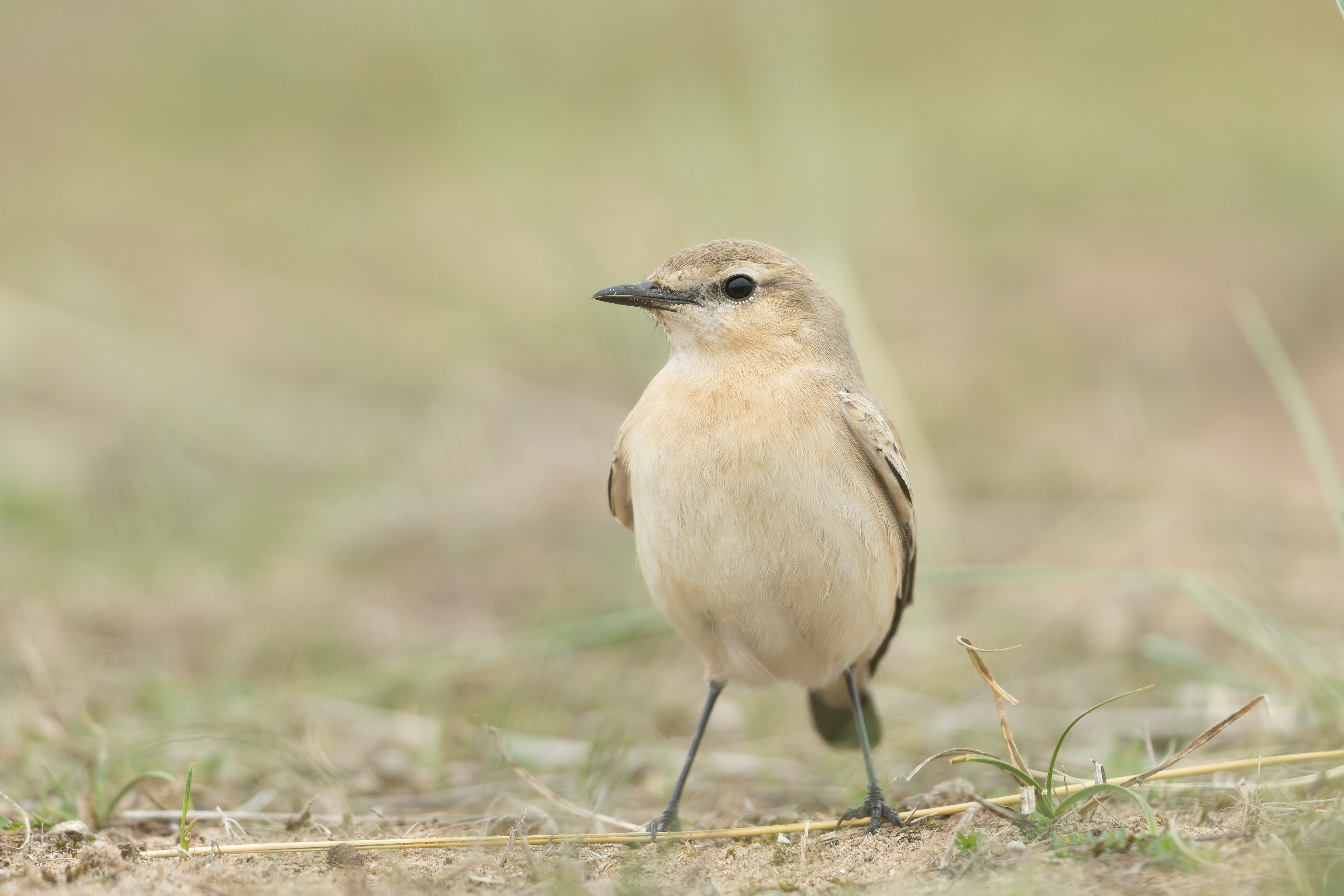 Isabelline Wheatear