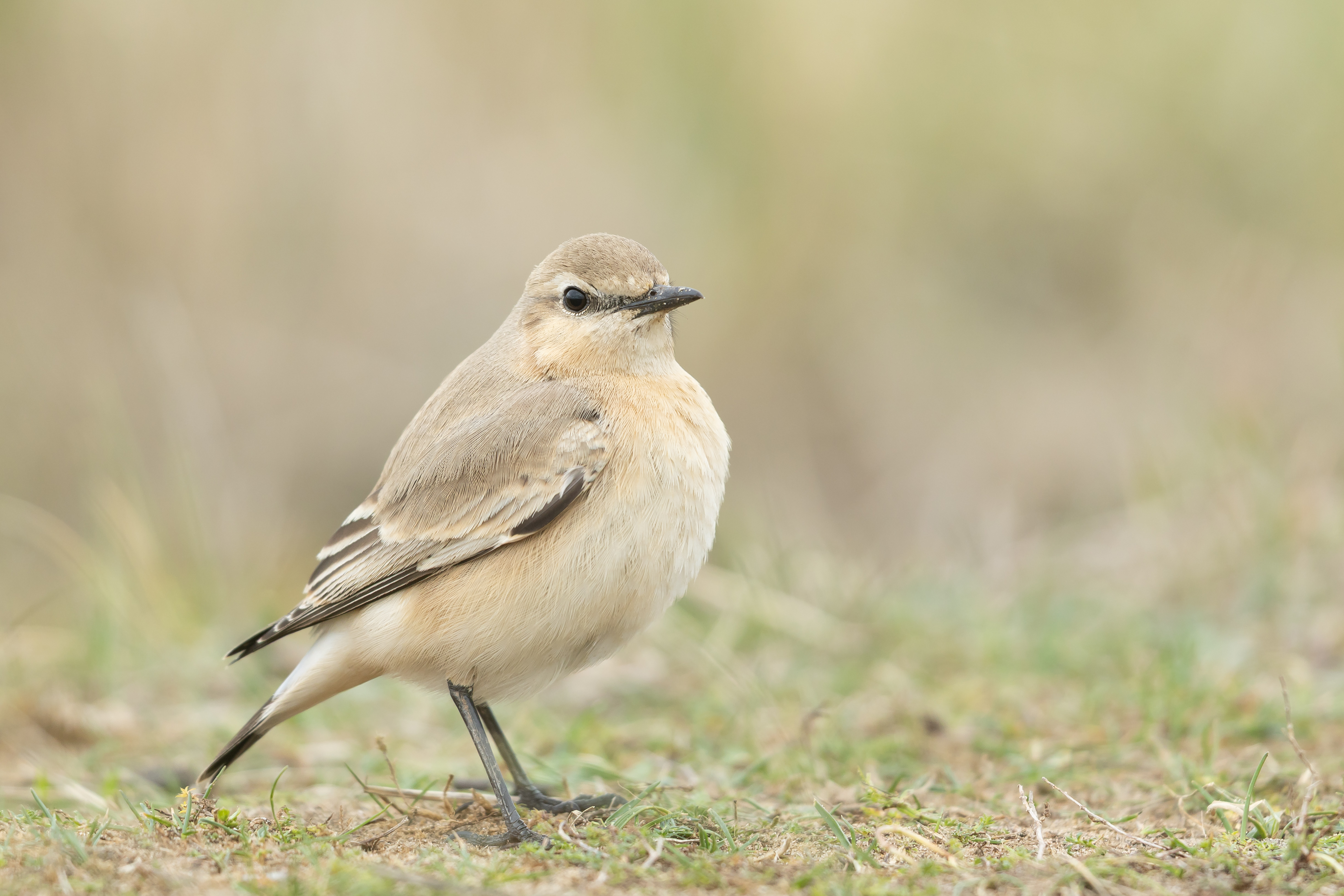Isabelline Wheatear