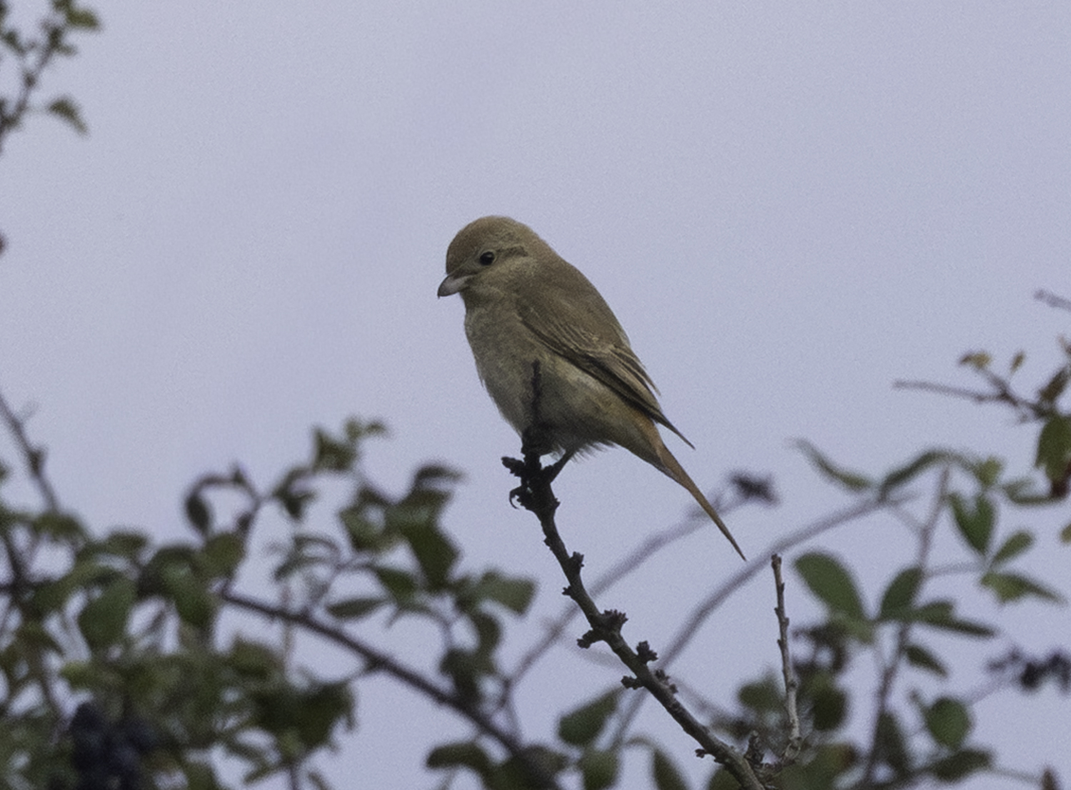 Isabelline Shrike sp