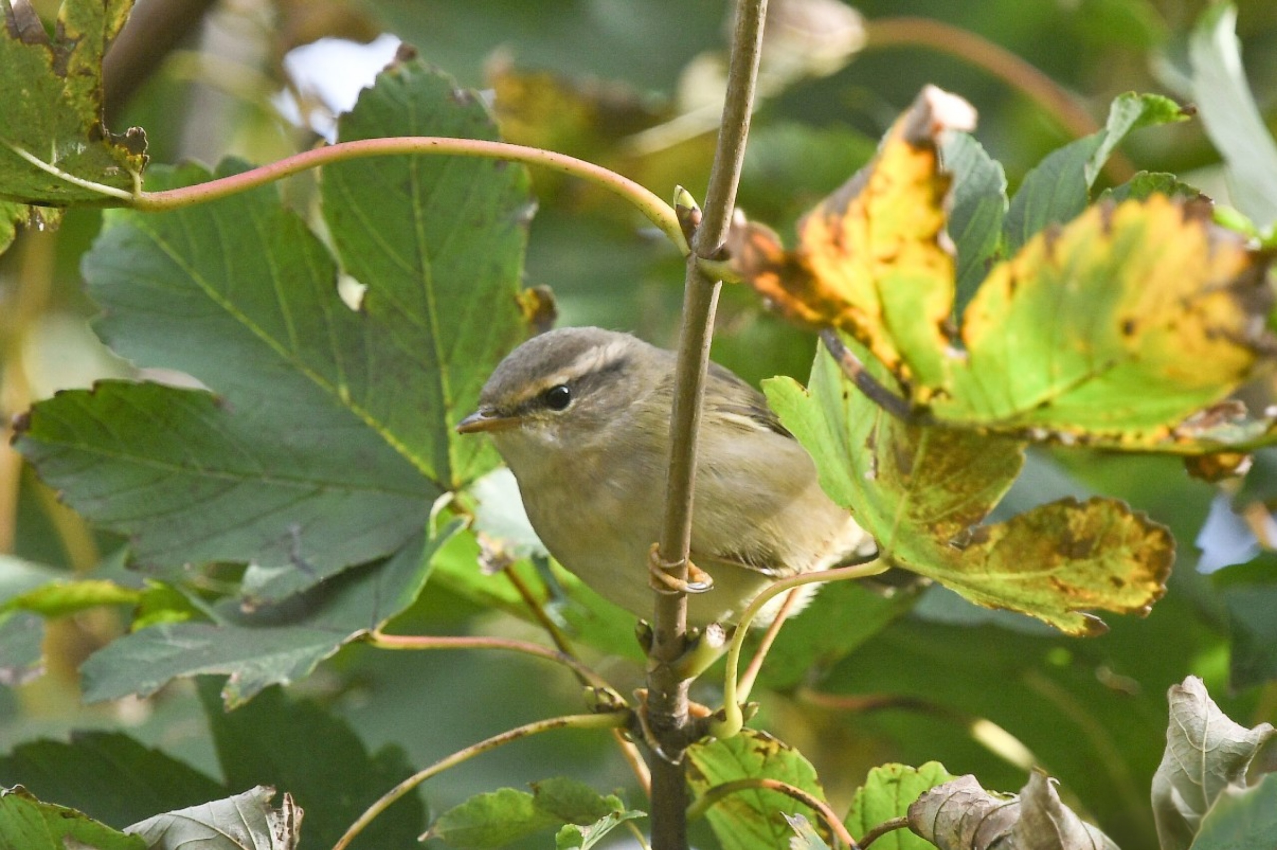 Radde's Warbler