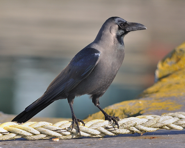House Crow