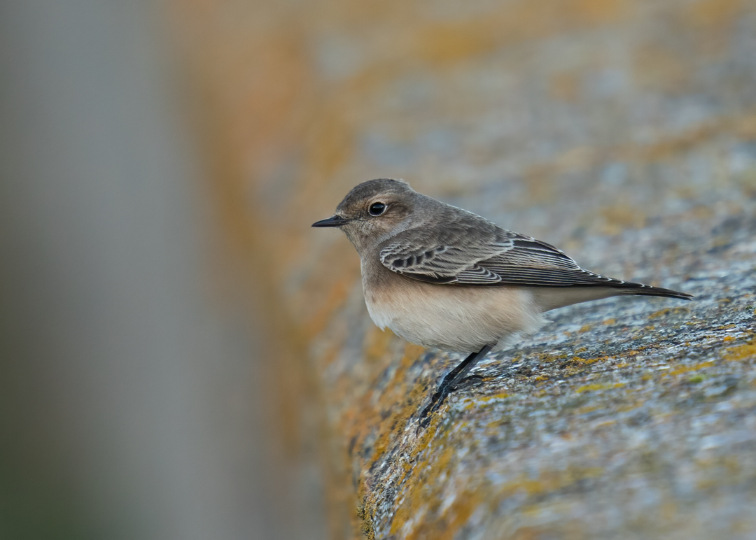 Pied Wheatear
