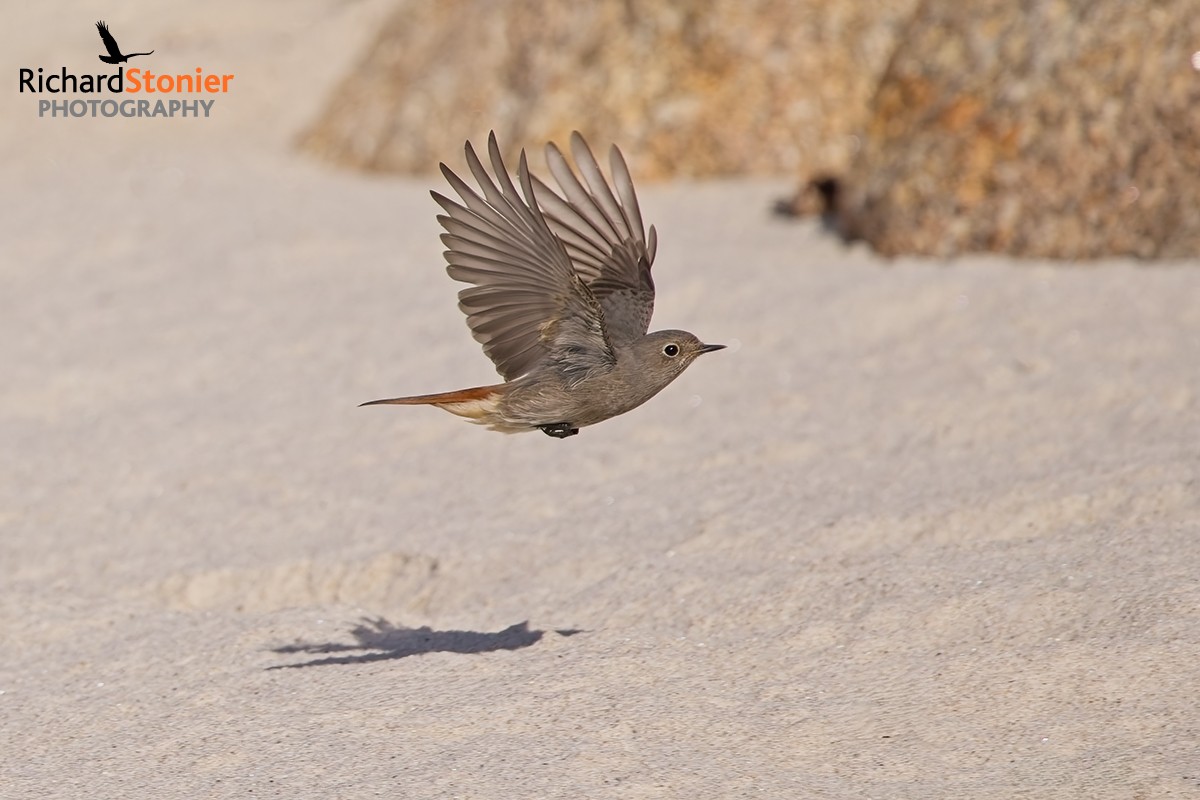 Black Redstart