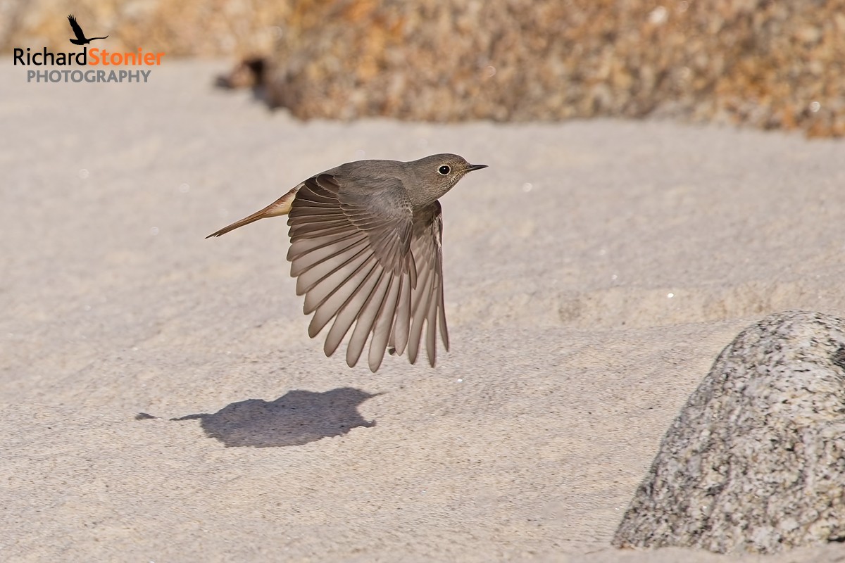 Black Redstart