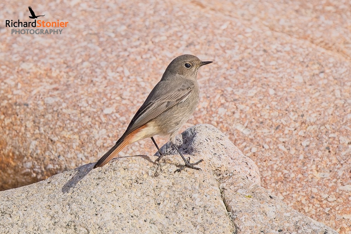 Black Redstart