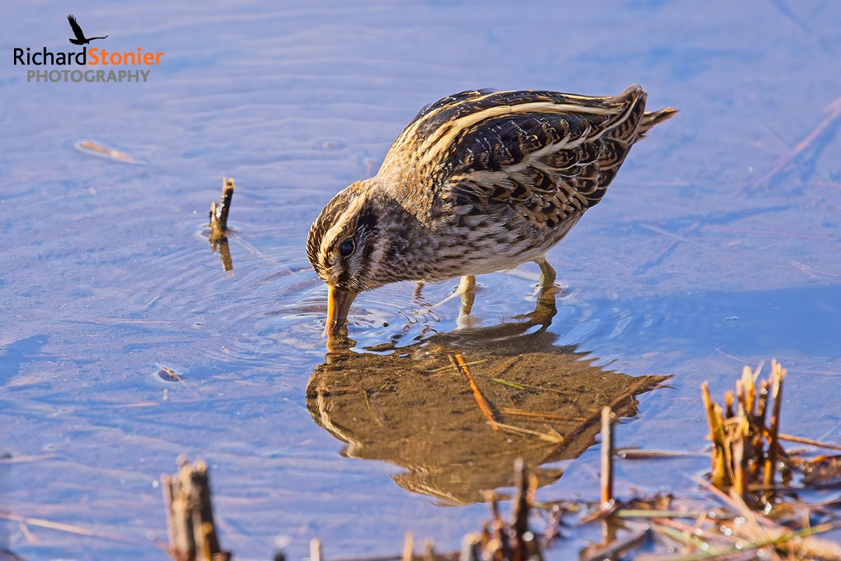 Jack Snipe