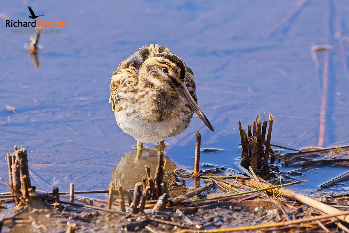 Jack Snipe