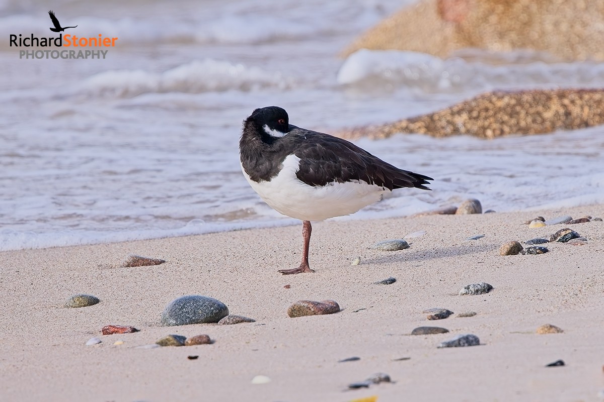 Oystercatcher