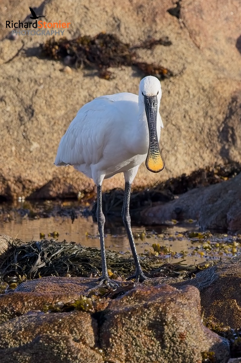 Spoonbill