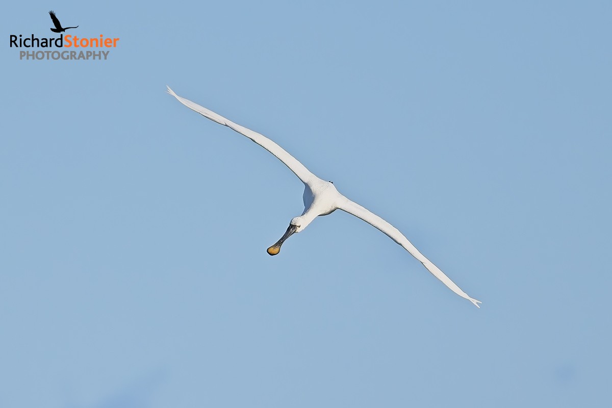 Spoonbill