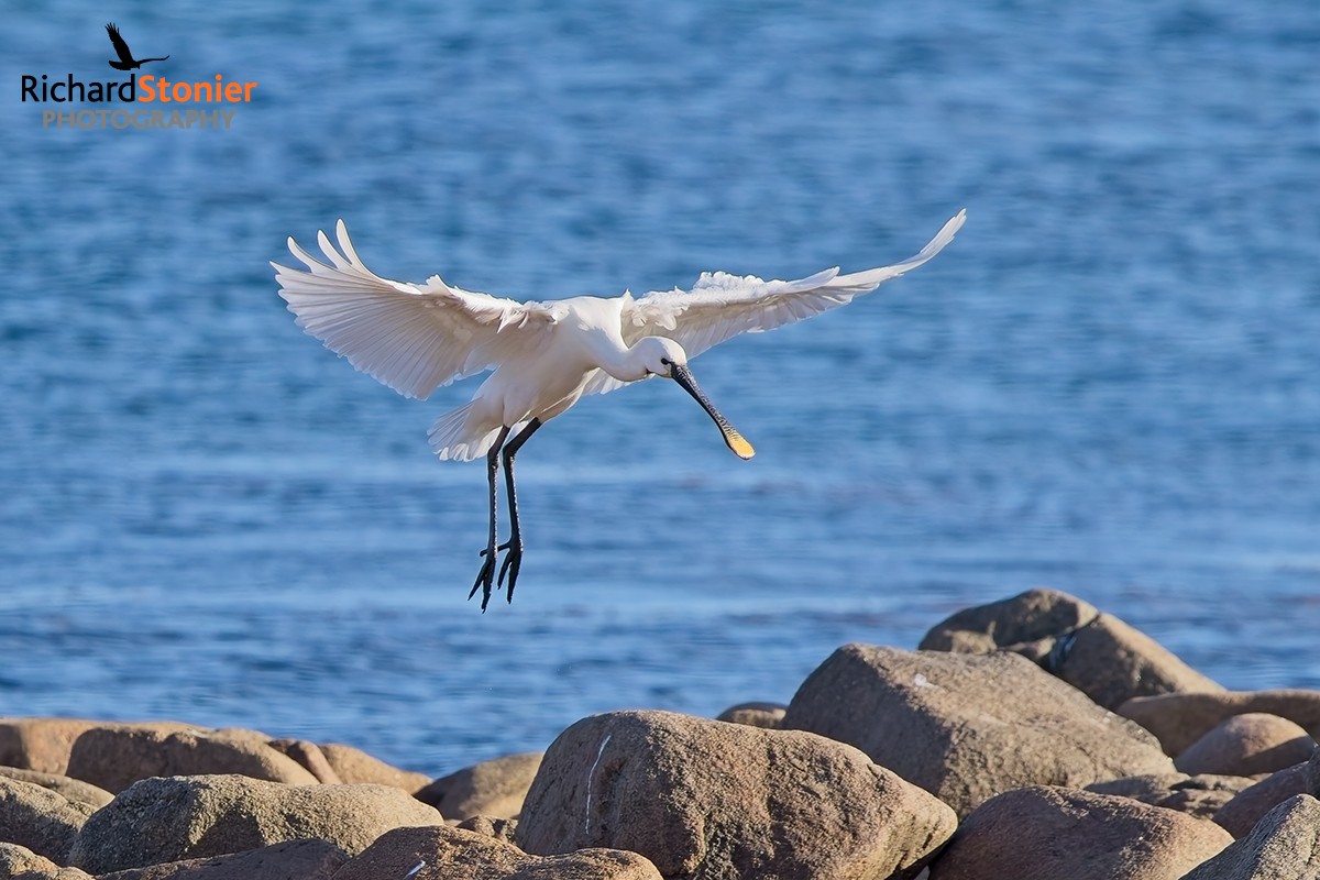 Spoonbill