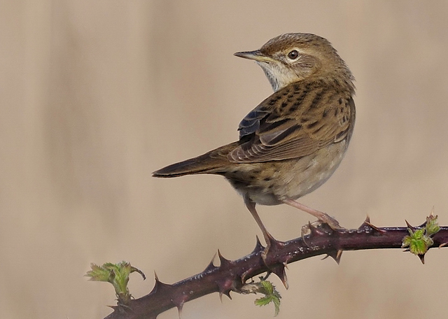 Grasshopper Warbler