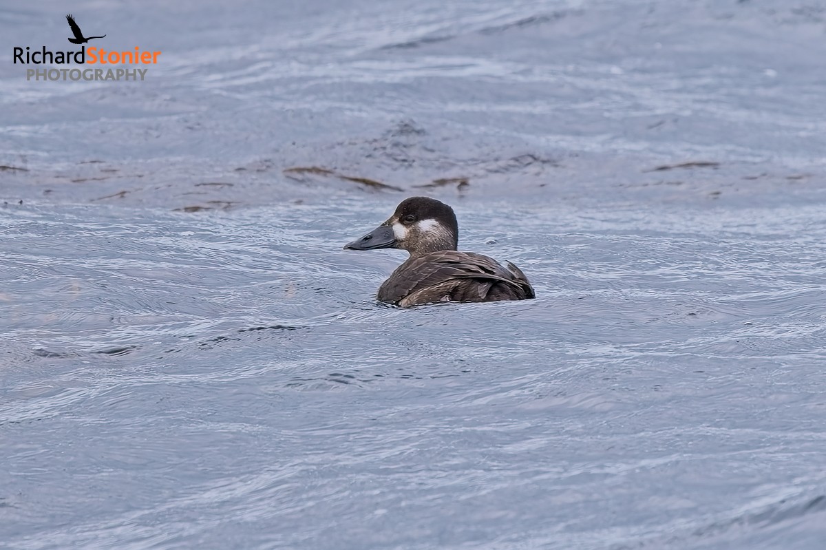 Surf Scoter