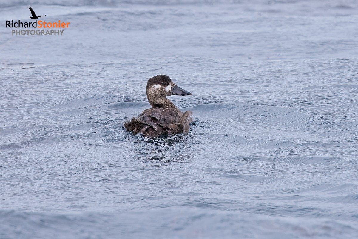 Surf Scoter