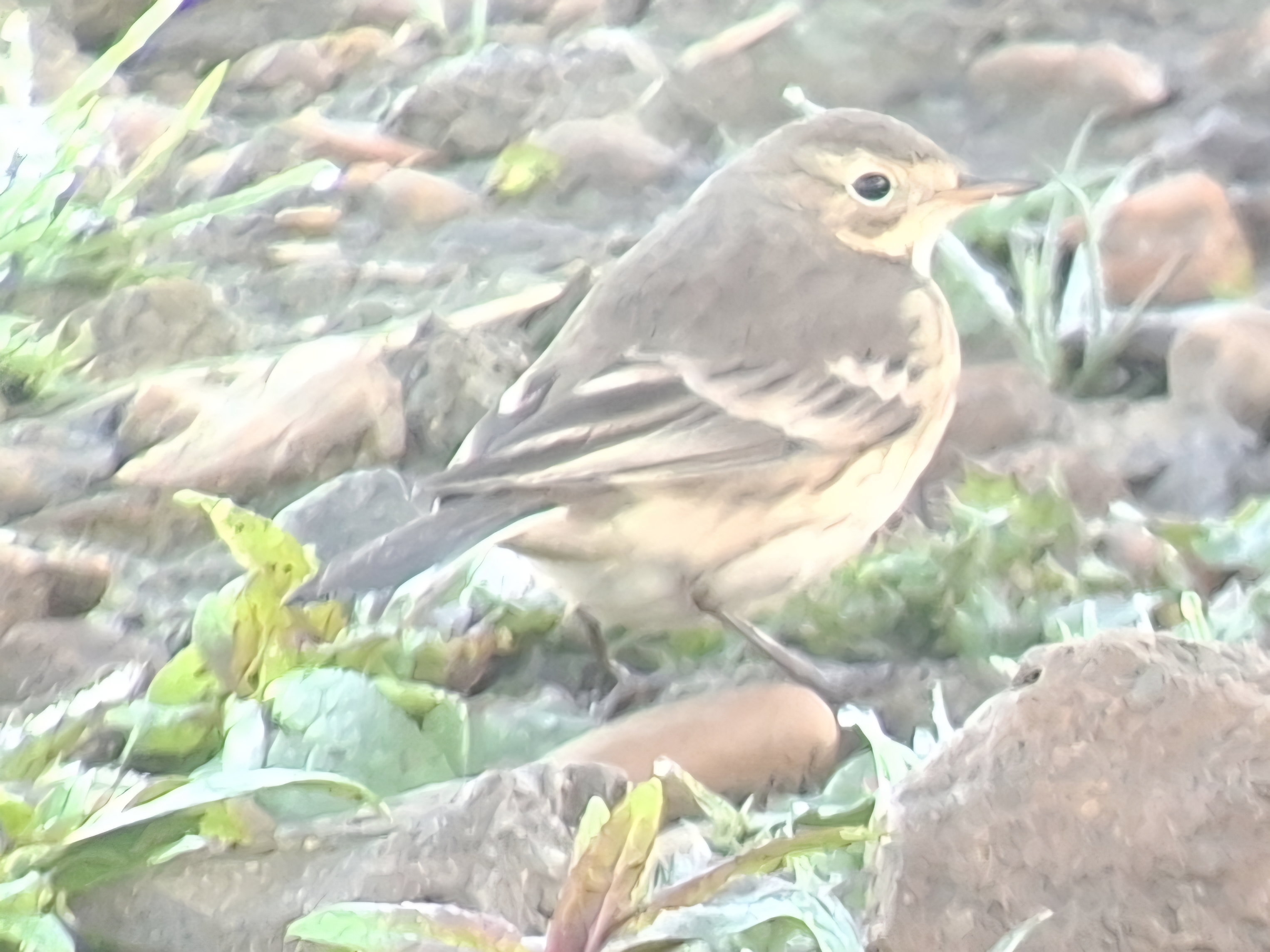 American Pipit