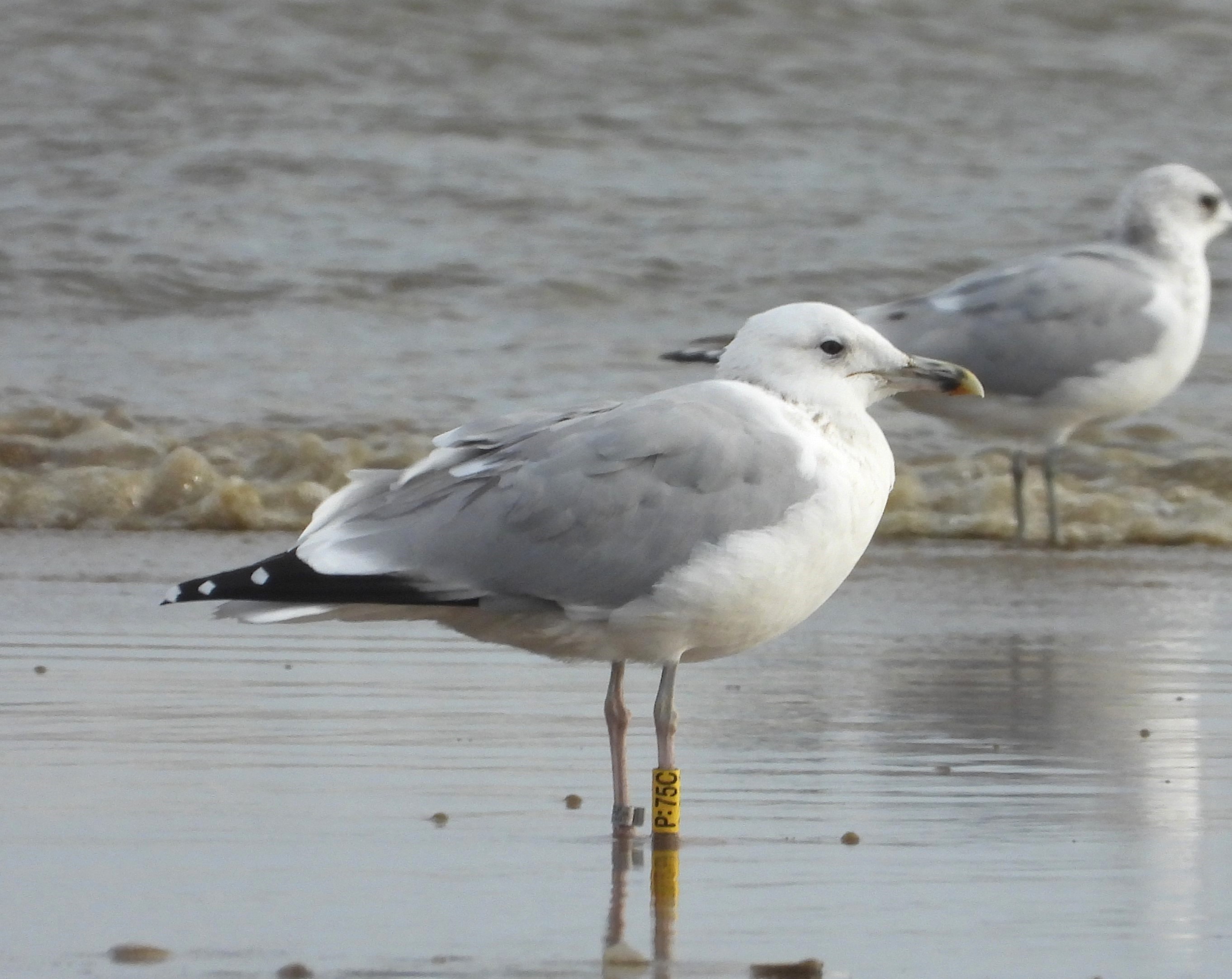 Caspian Gull