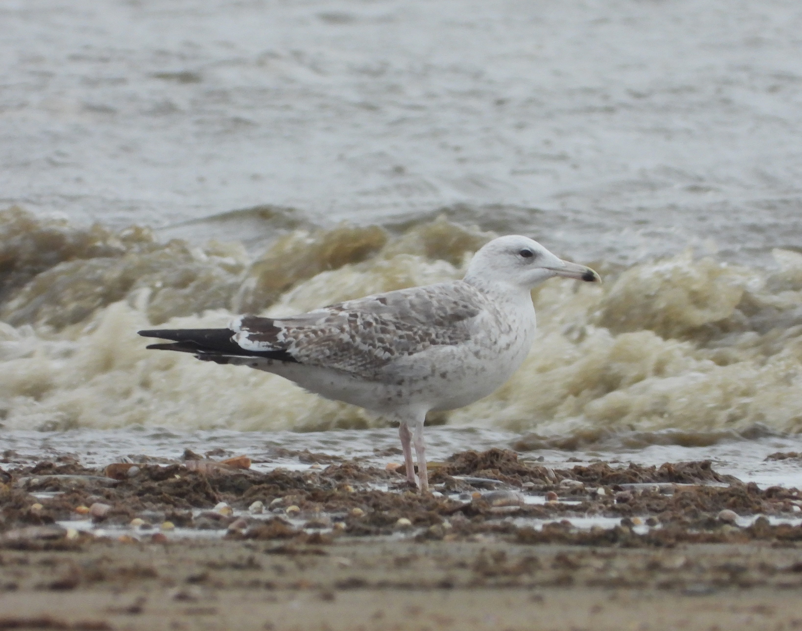 Caspian Gull