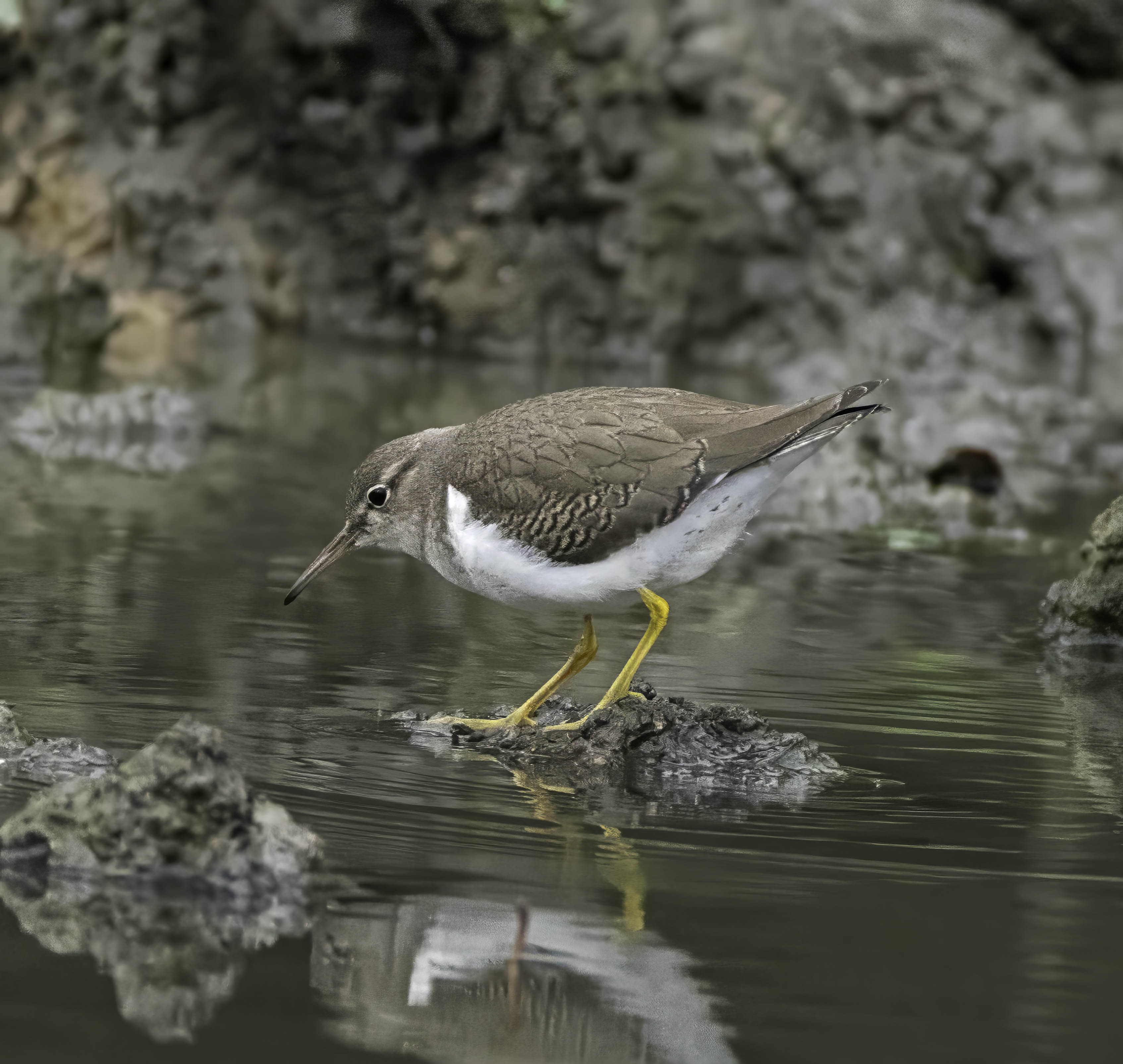 Spotted Sandpiper
