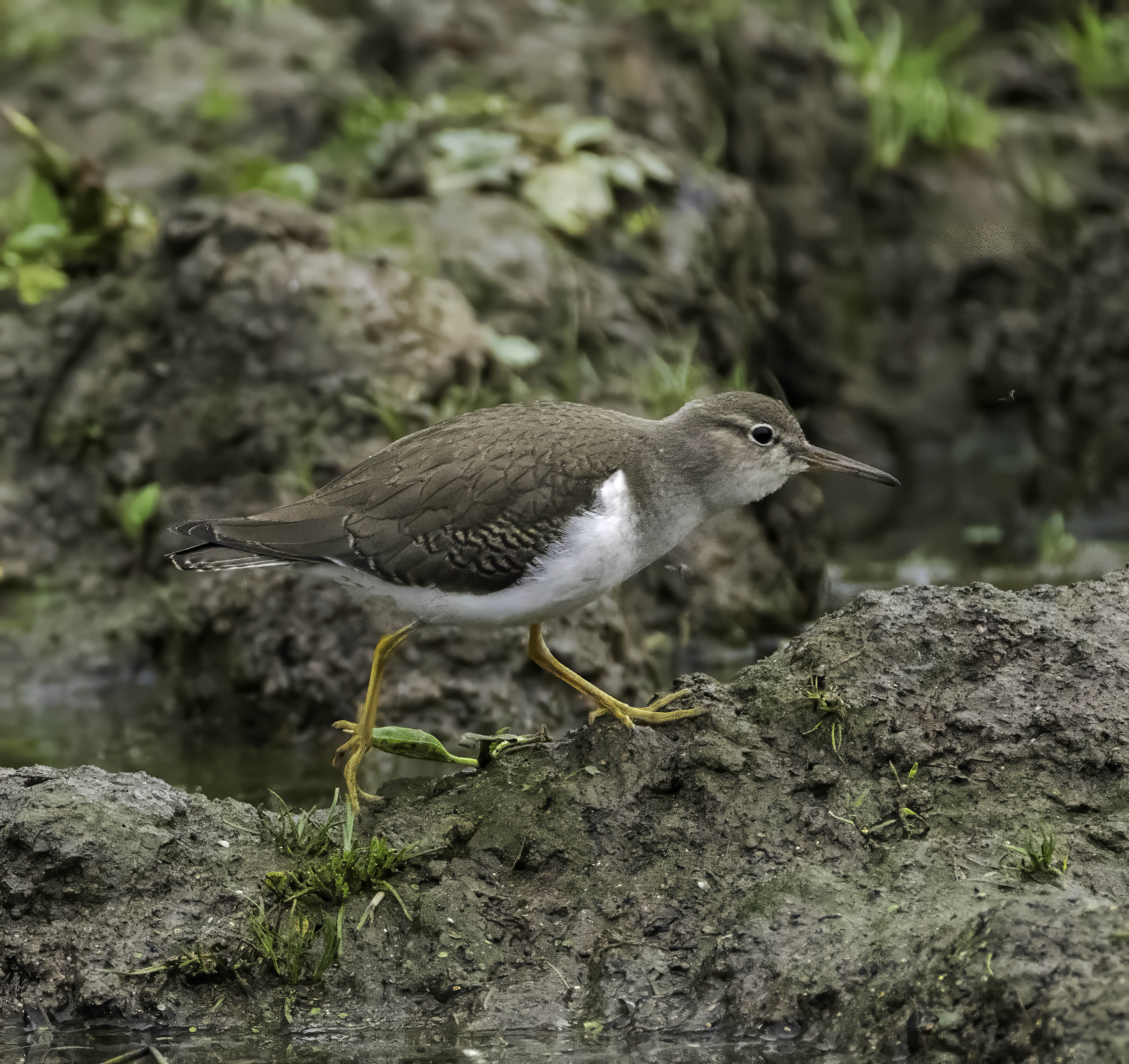Spotted Sandpiper