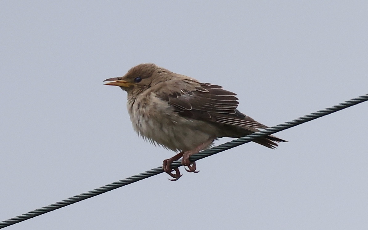 Rose-coloured Starling