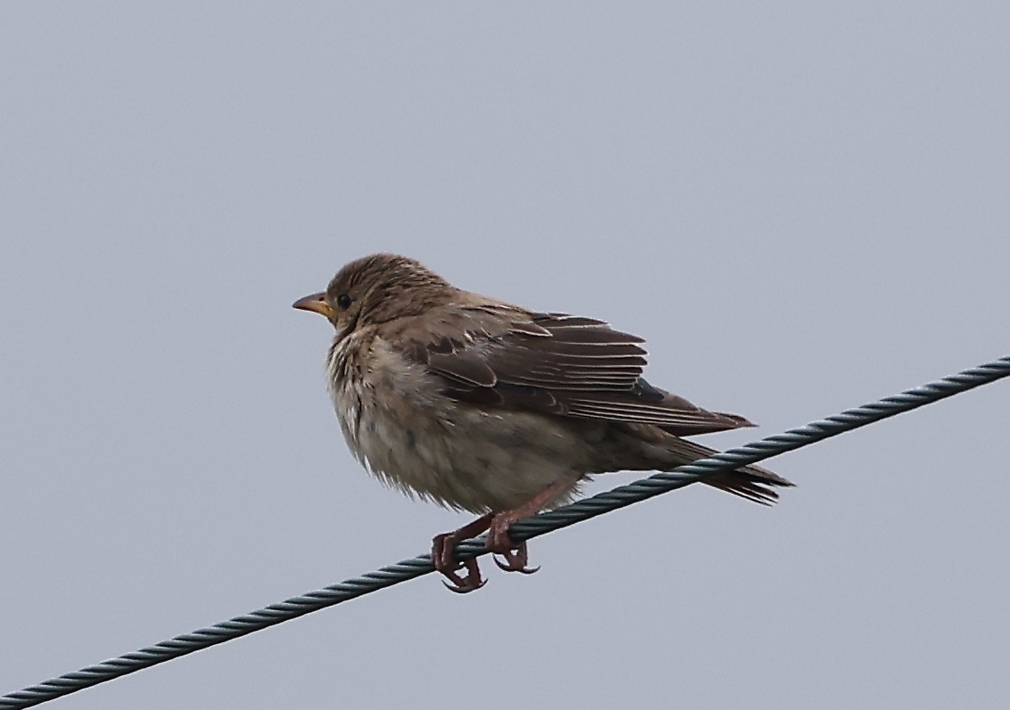 Rose-coloured Starling