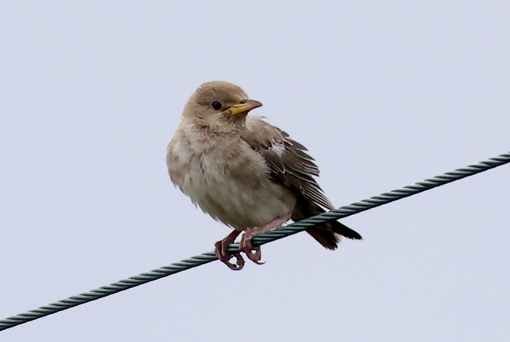 Rose-coloured Starling