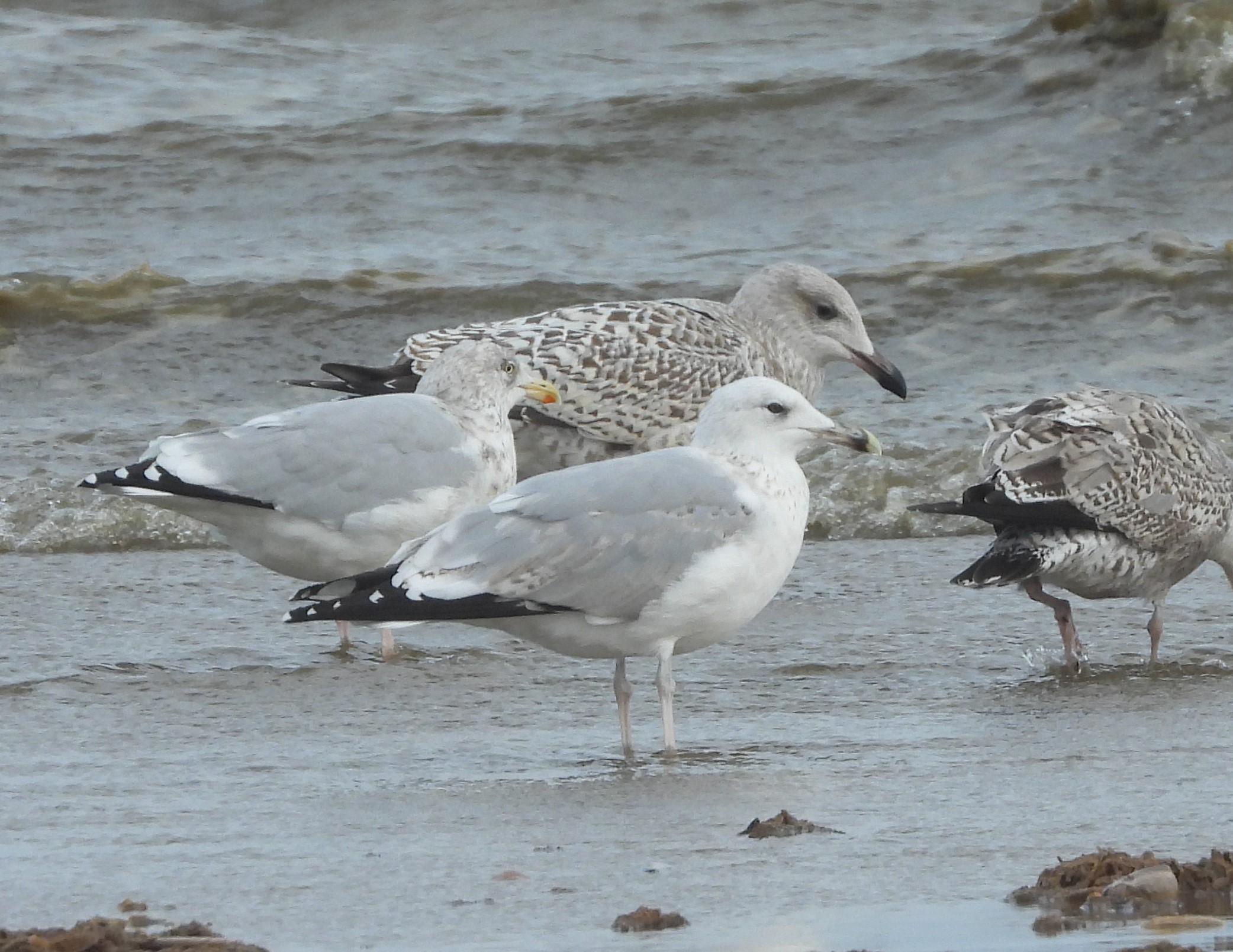 Caspian Gull