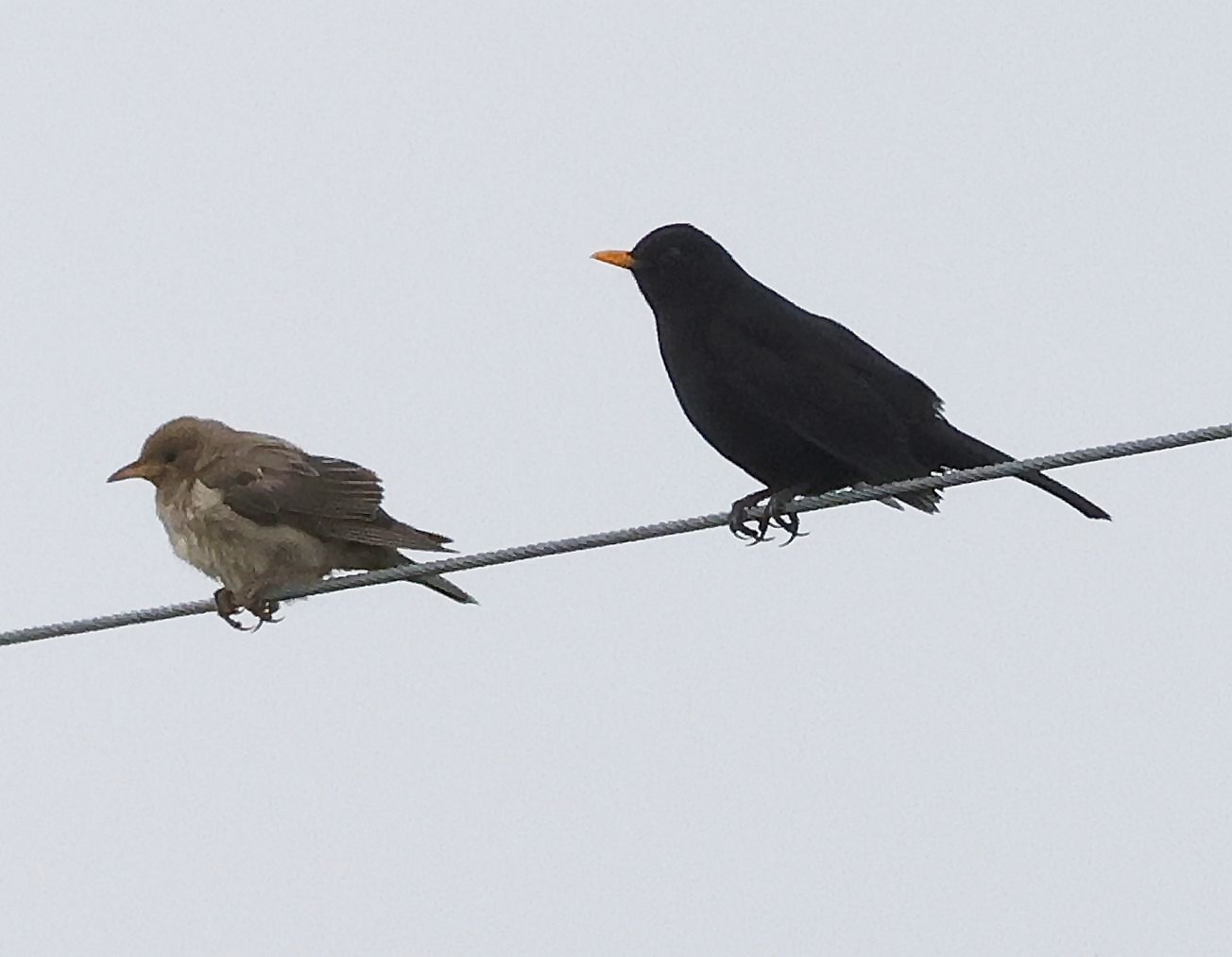Rose-coloured Starling