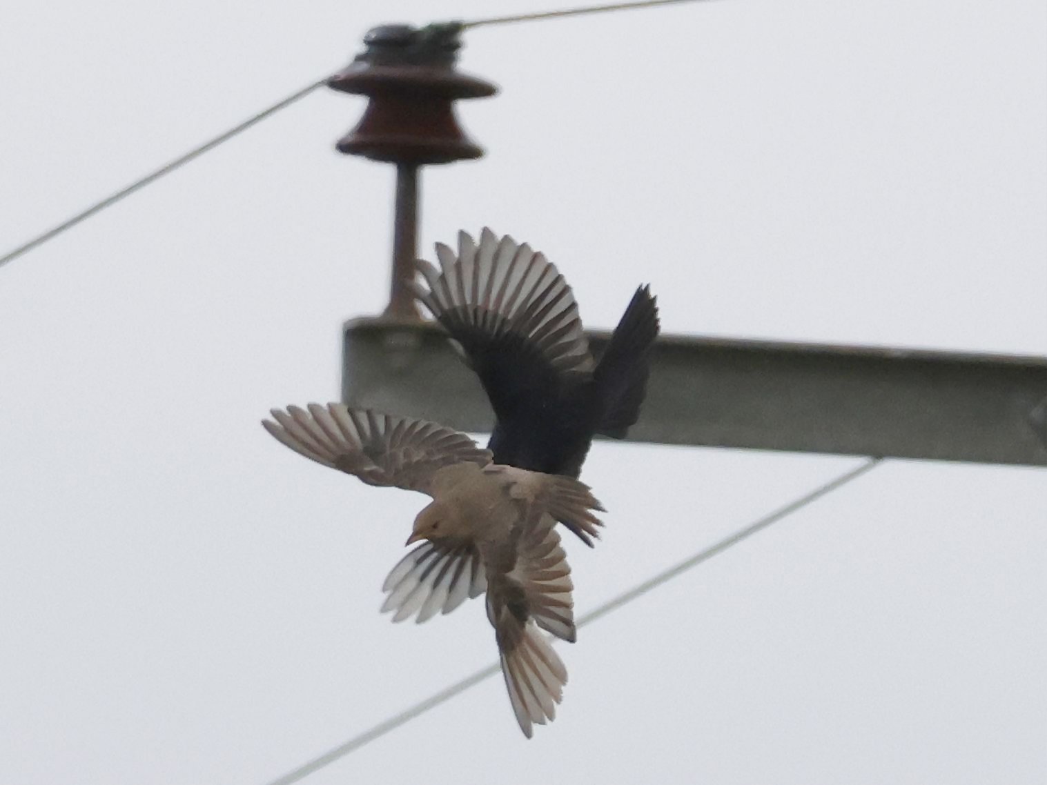 Rose-coloured Starling