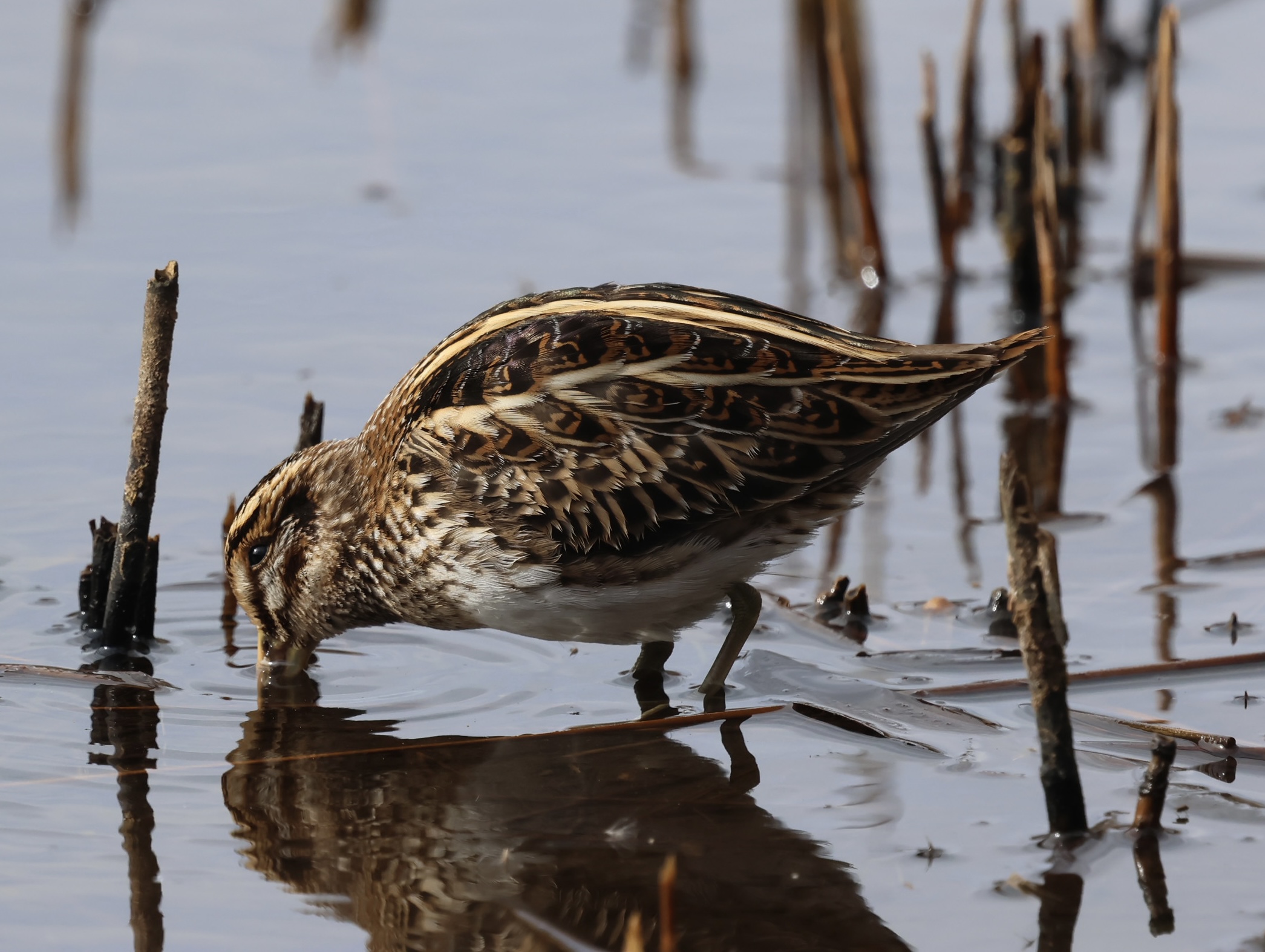 Jack Snipe