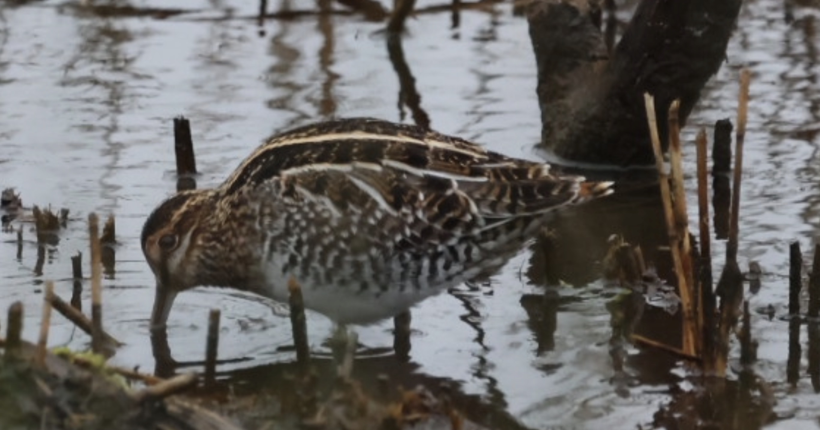 Wilson's Snipe