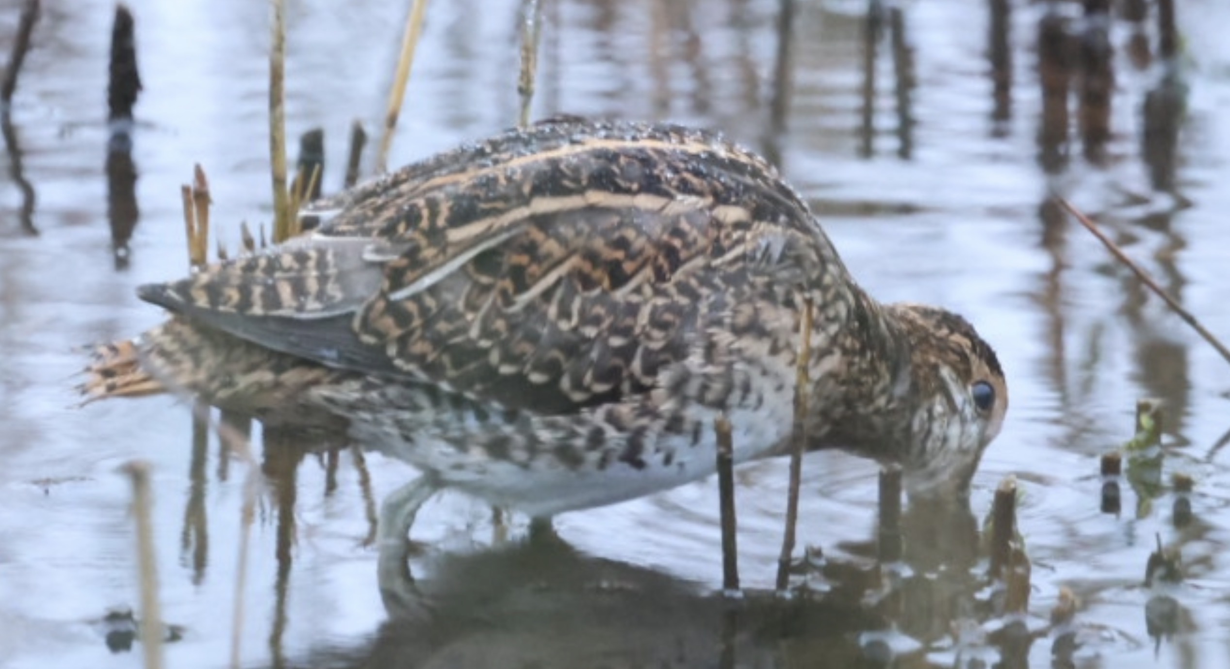 Snipe
