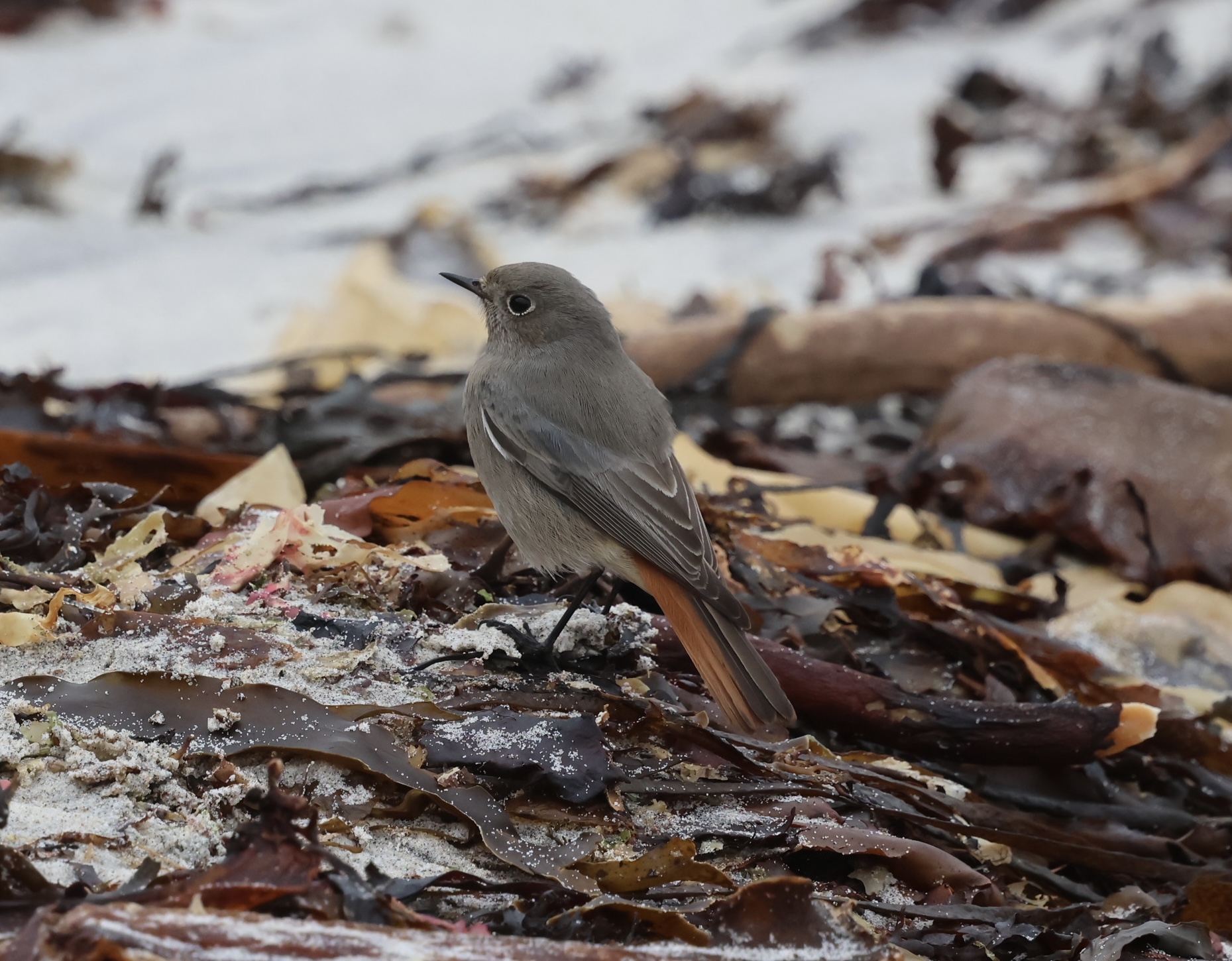 Black Redstart