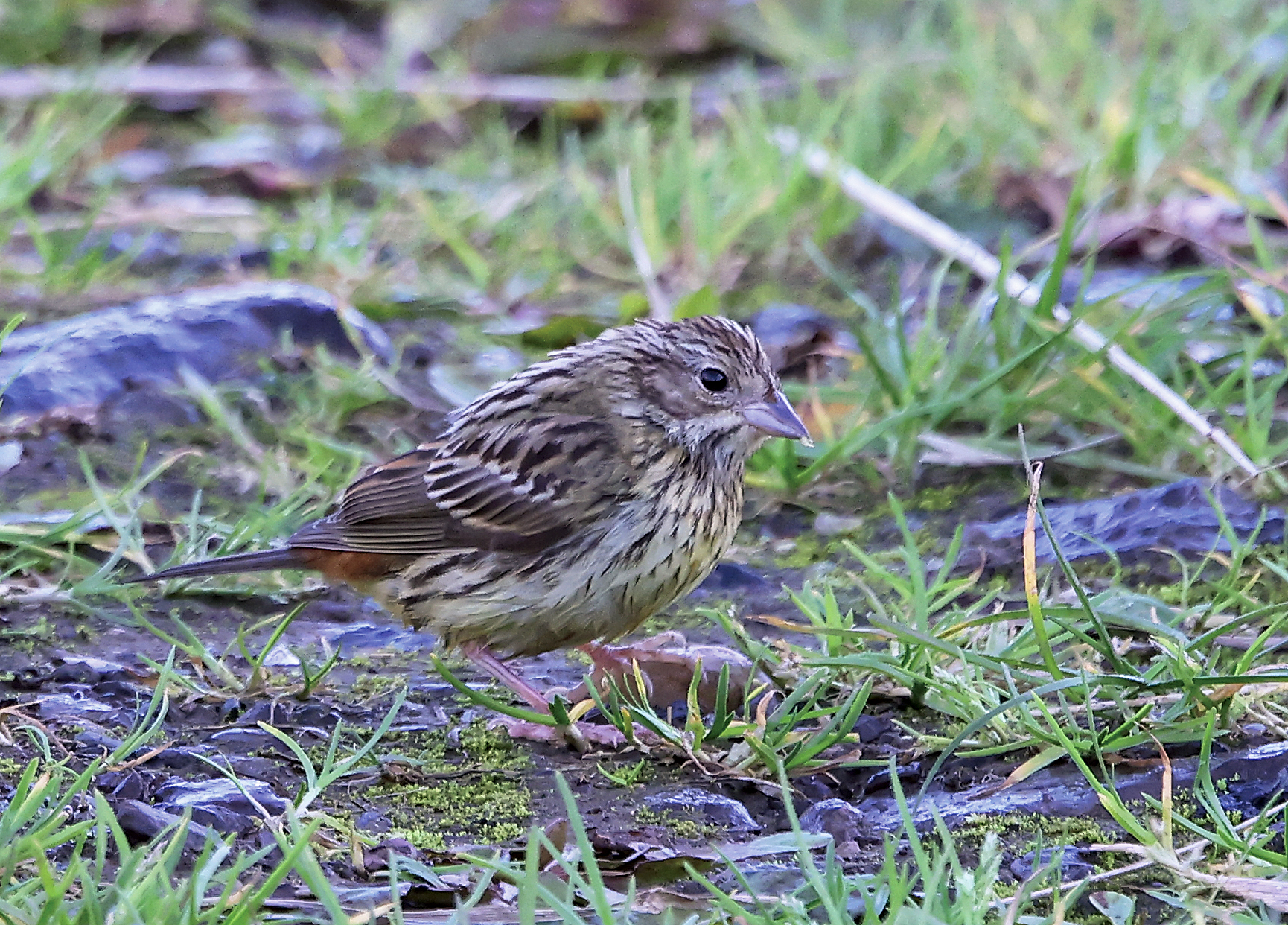Chestnut Bunting