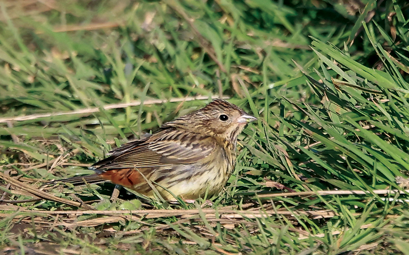 Chestnut Bunting