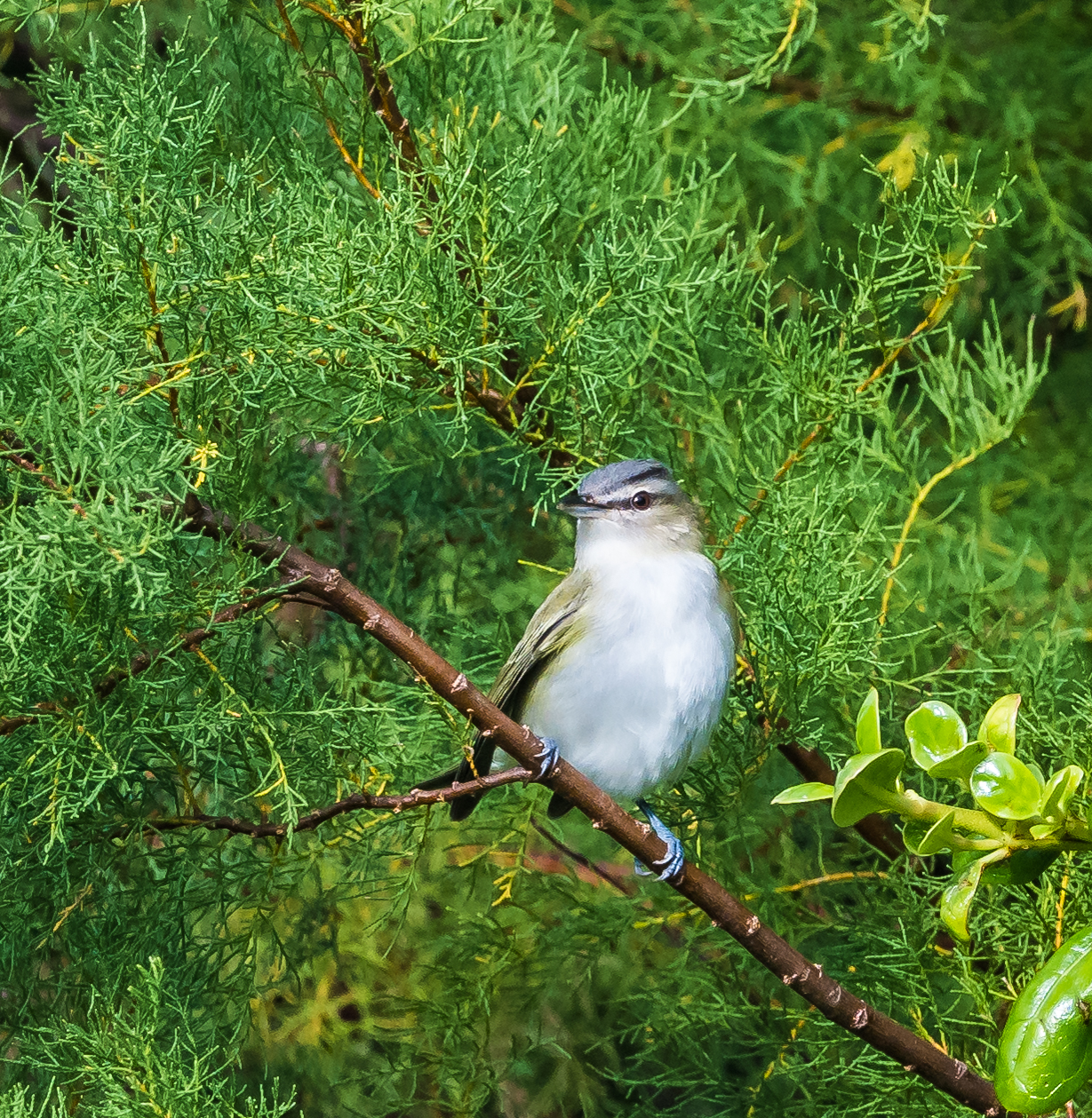 Red-eyed Vireo