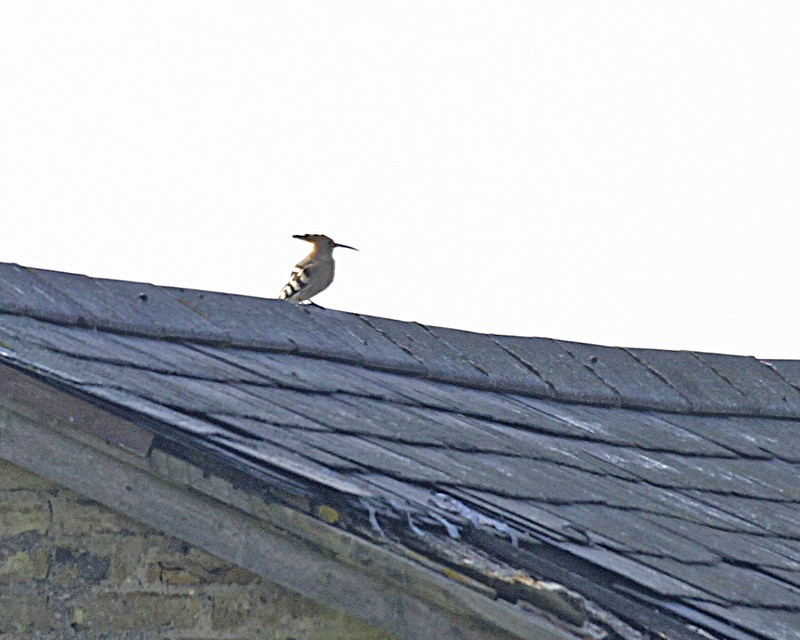Hoopoe