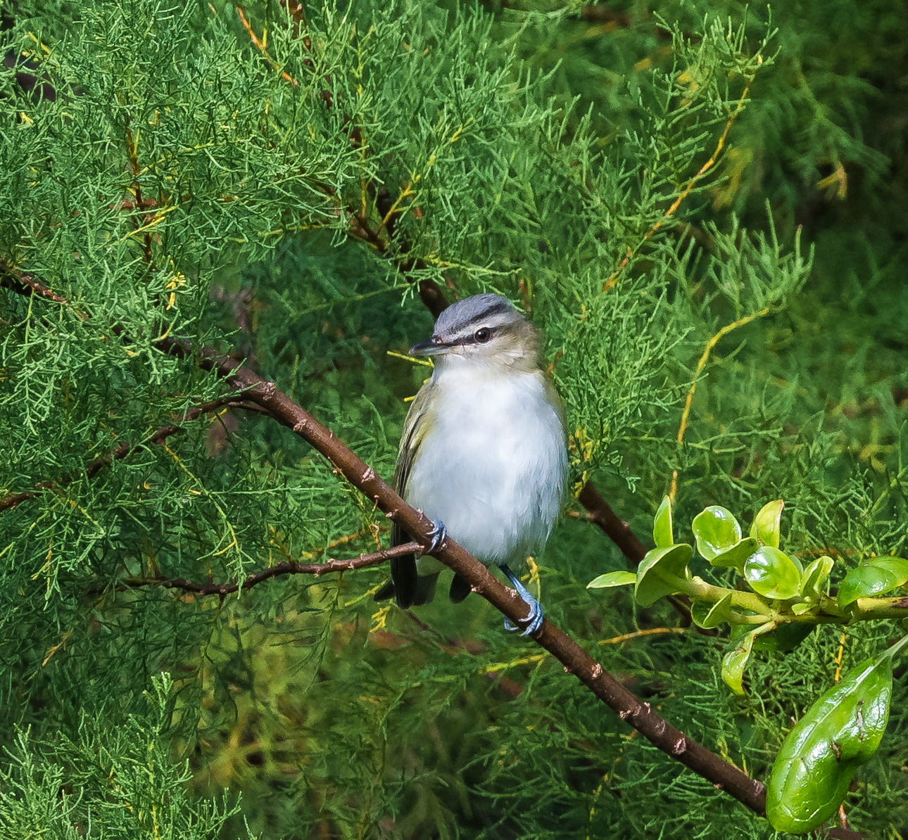 Red-eyed Vireo