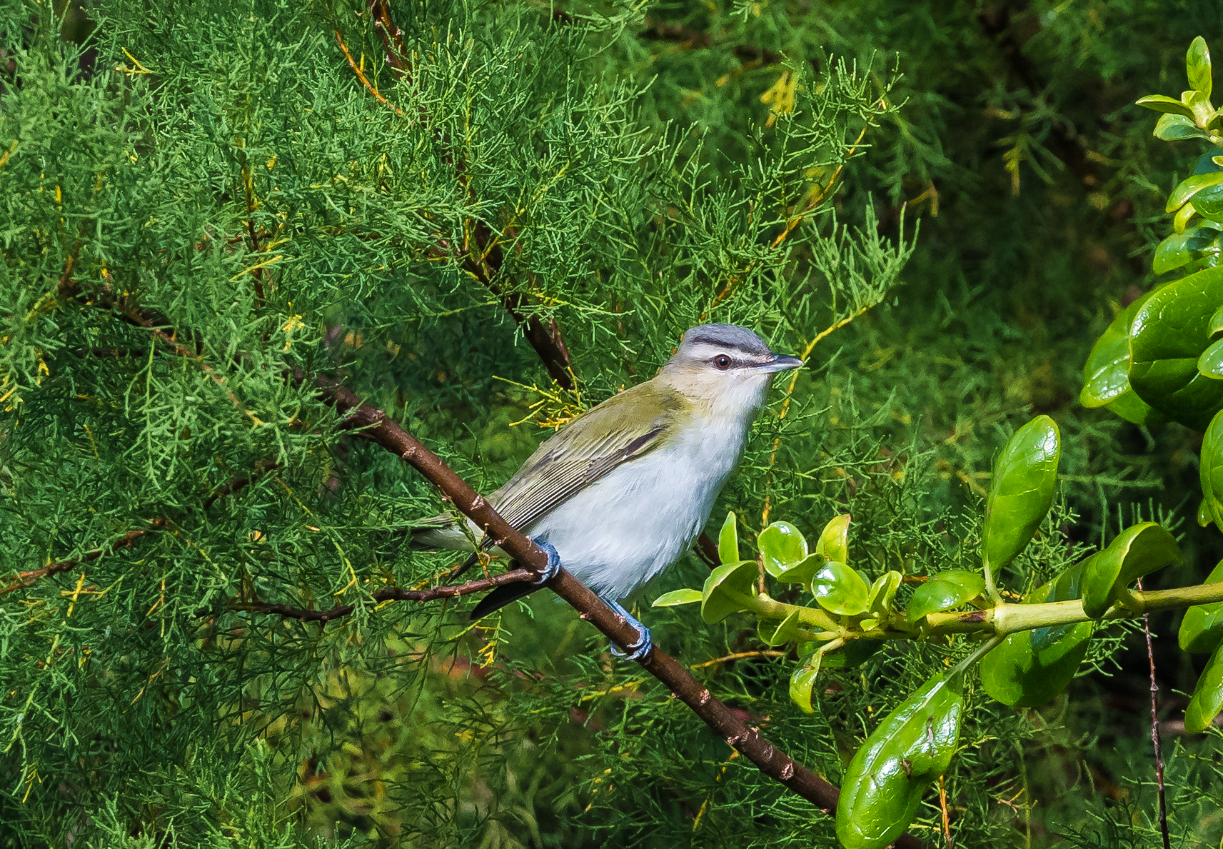 Red-eyed Vireo