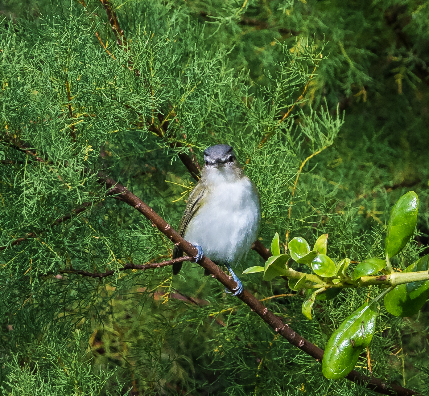 Red-eyed Vireo